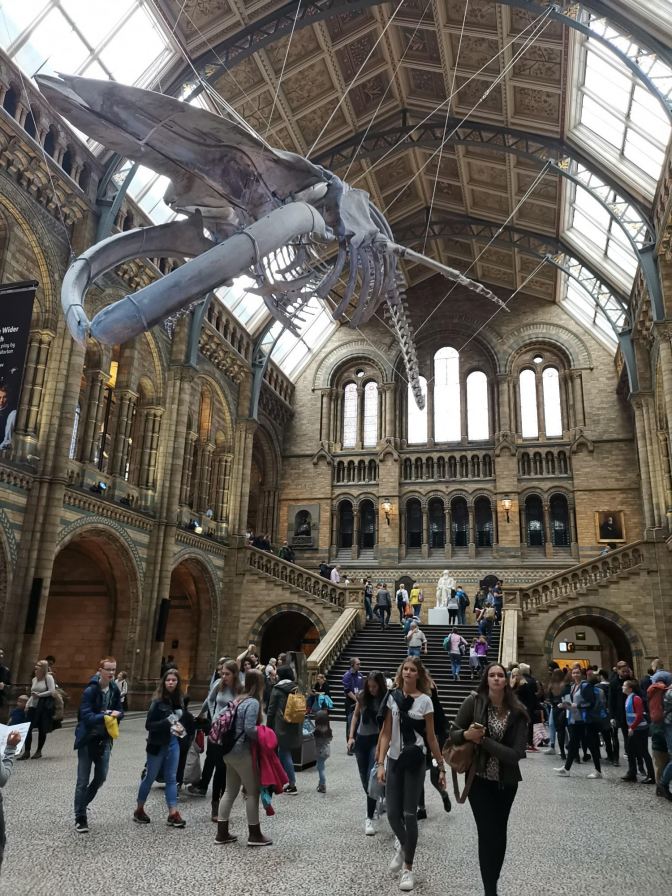 Walvis Natural History Museum London
