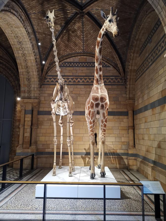 Giraf Natural History Museum London