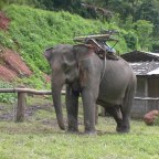 Olifanten en toeristen zijn geen goede combo