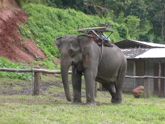 Olifant Thailand