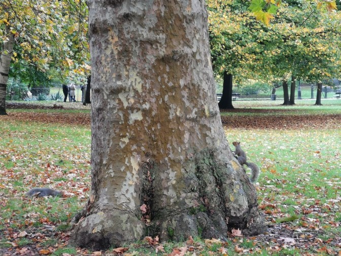 De eekhoorns in Hyde Park