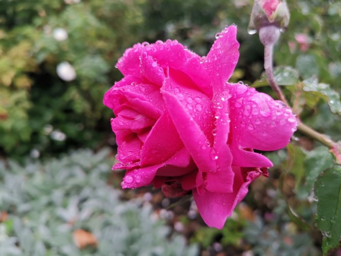 Hyde Park staat vol mooie bloemen