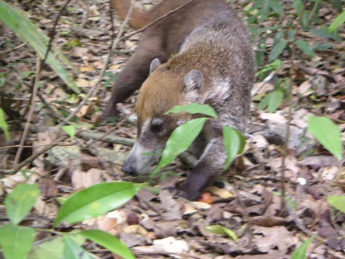Rode neusbeer in de jungle