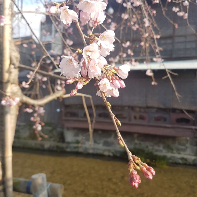 De Sakura in Japan is erg mooi