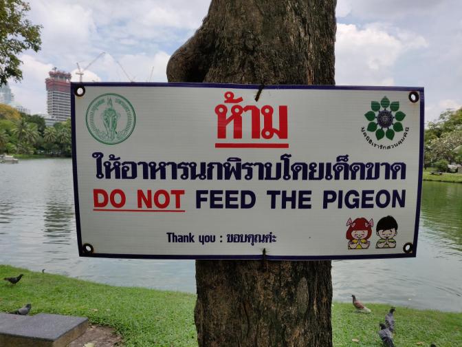 Do not feed the pigeon