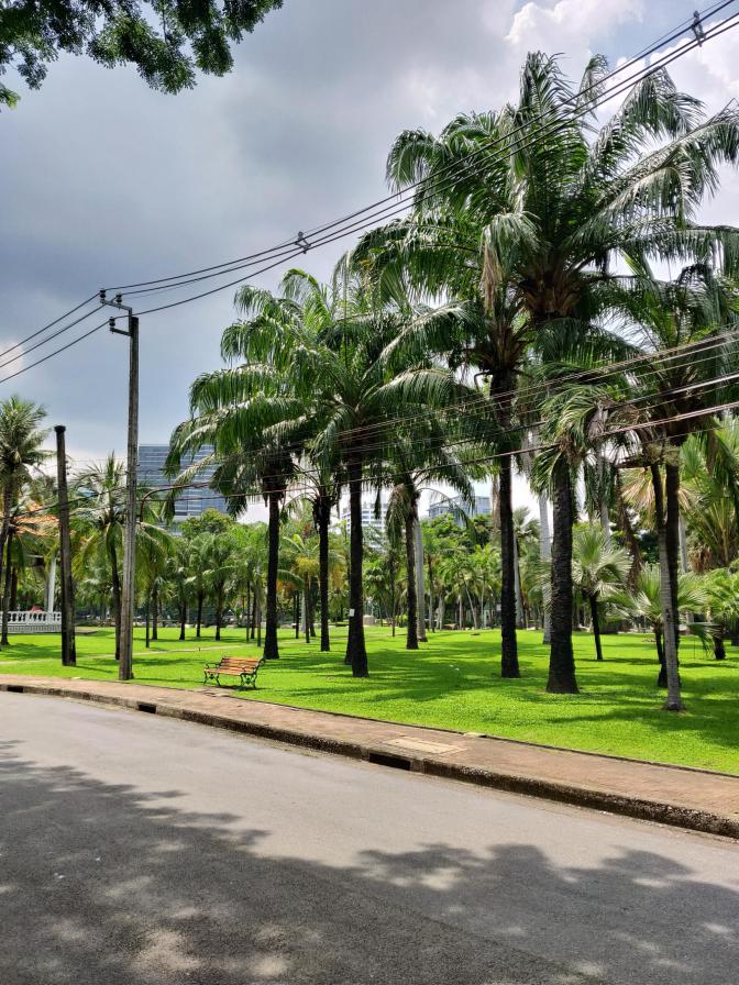 Palmbomen in Lumphini Park