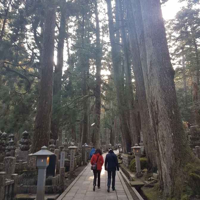 Hoge bomen vangen veel.. zonnestralen