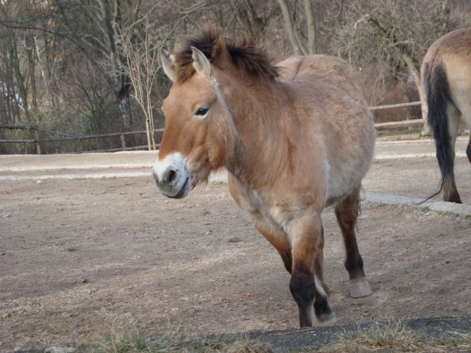 Het zijn zulke mooie paarden