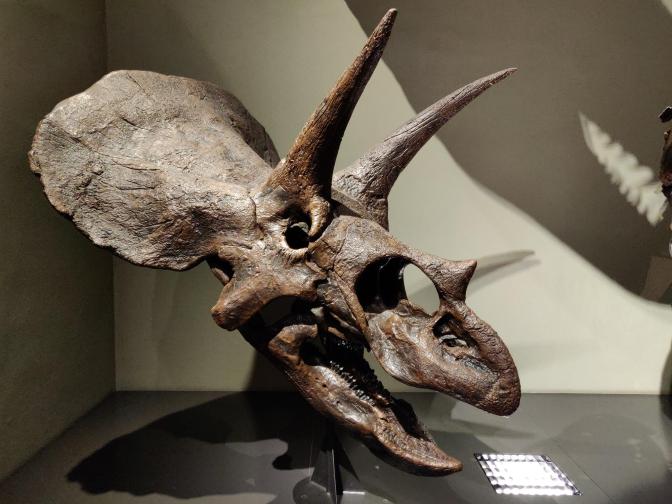 Skelet van een triceratops