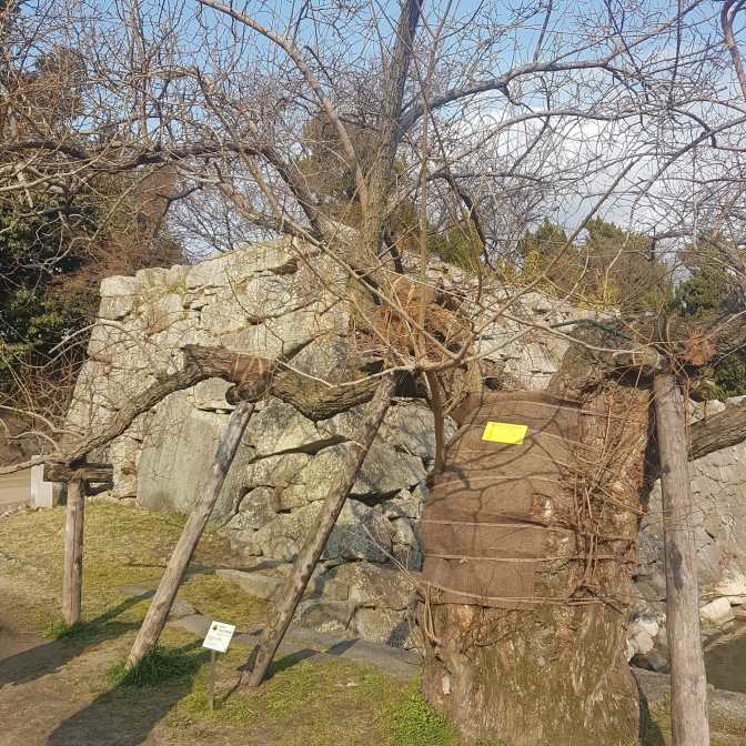 Een oude boom met een... wandelstok