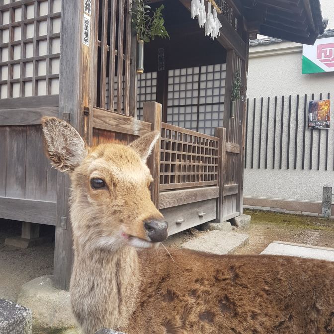 "Maar ik ben toch heel schattig?"