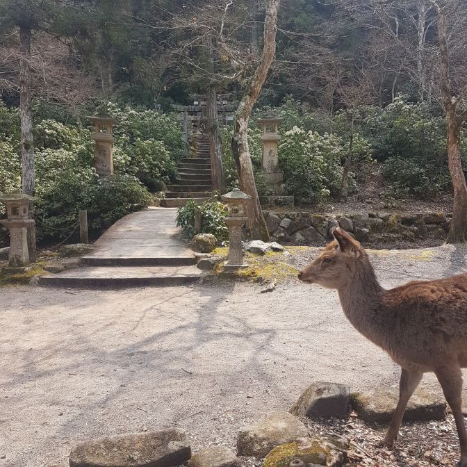 De hertjes zijn de koninkjes van Miyajima