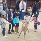 Wil je naar Nara in Japan? Ga naar Miyajima!
