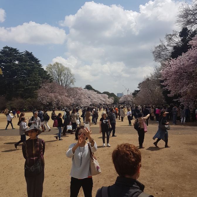 Japanners zijn zelf ook elk jaar weer onder de indruk van de bloeiende bomen