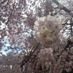 Sakura-gekte in Japan
