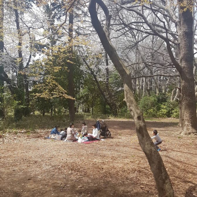 Gezellig met collega's eten en drinken onder de bloesems