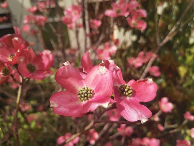 Er staan diverse mooie struiken om het Hilton met roze bloemetjes