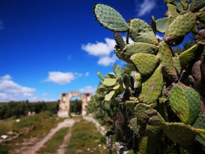 Zo is een cactus toch een stuk mooier