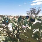 Inpaktip voor Tunesië: neem een boodschappentasje mee
