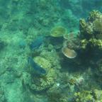 Mijn eerste duik in het Great Barrier Reef