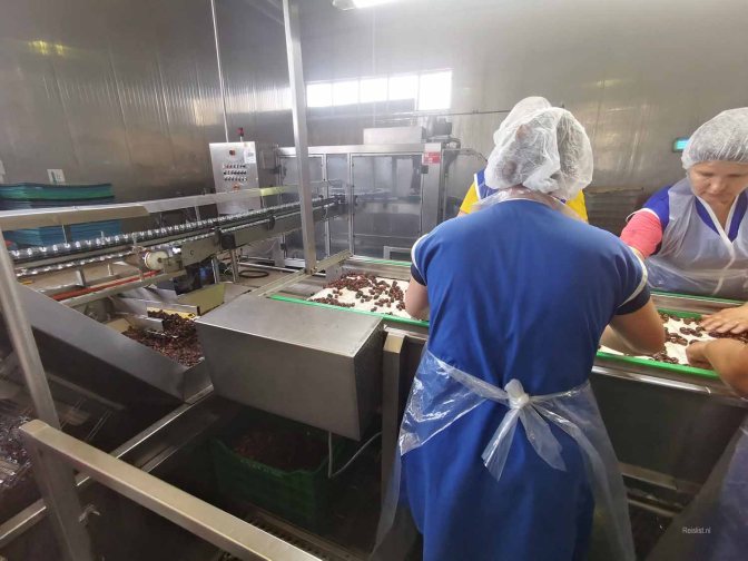 Olijven sorteren wordt gedeeltelijk met de hand gedaan