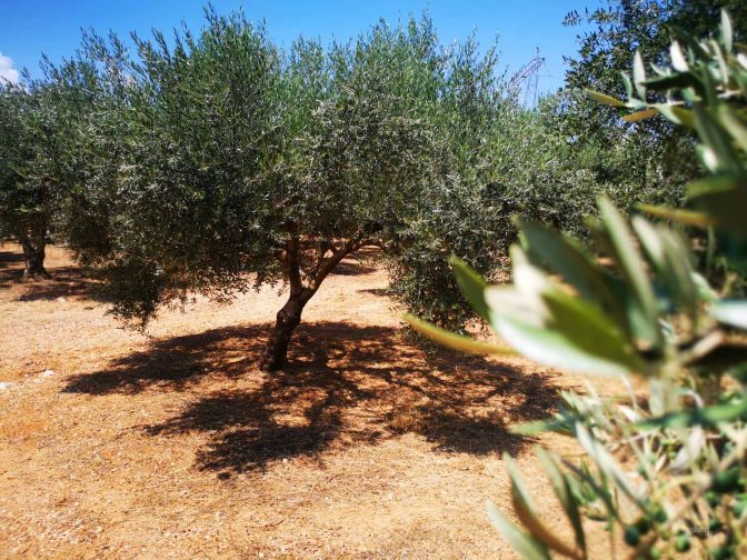 Olijfbomen zijn wel tegen de brandende Griekse zon bestand.