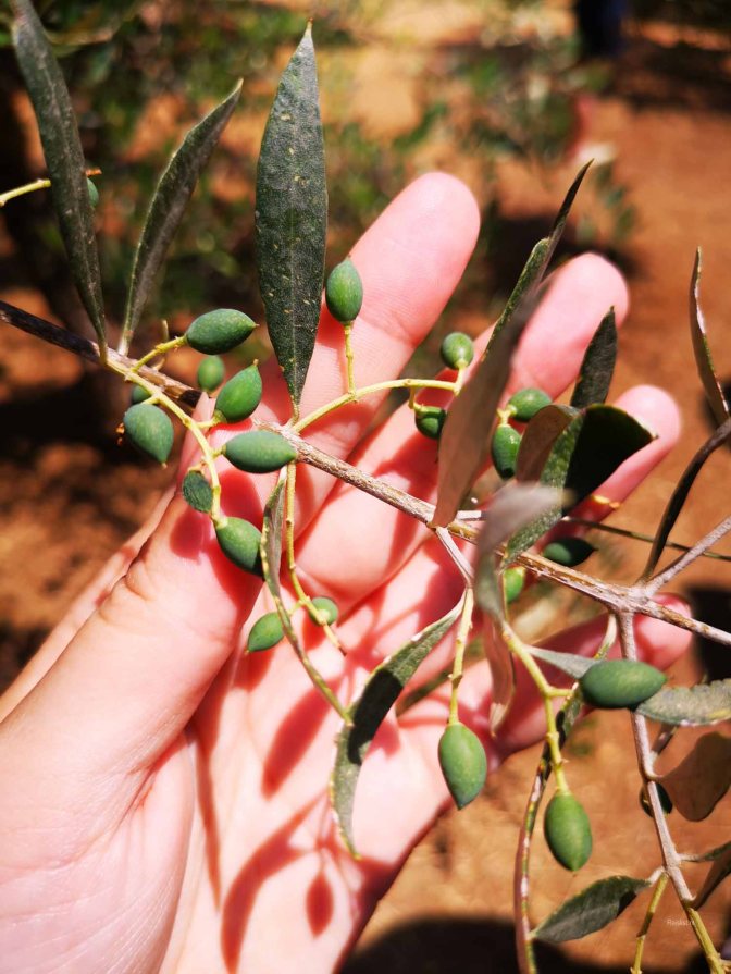 Jonge olijven aan de boom