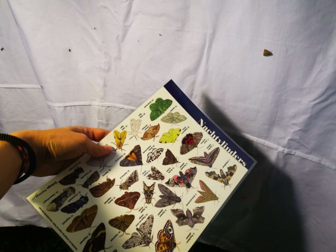 Het is wel een zoekplaatje, maar we hebben veel lol beleefd aan het nachtvlinderen