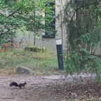 Center Parcs de Kempervennen: is dat leuk tijdens corona?