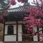 De reis naar Japan die niet door kon gaan