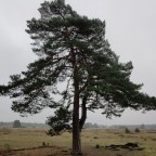 Hoge Veluwe, wat ben je heerlijk stil
