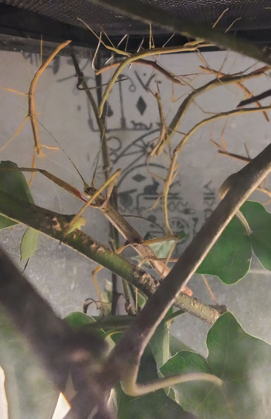 Kaboom wandelende tak