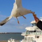 Must-do als je naar Texel gaat: meeuwen voeren op de boot