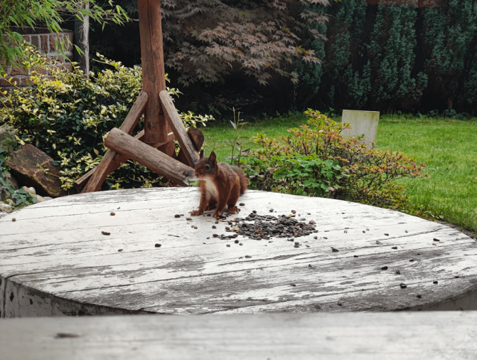 Natuurhuisje Holten Eekhoorn